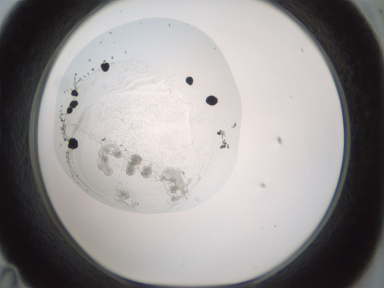 folderID427_plateID1427_batchID5434_wellNum35_profileID1_d1_r88605_ef.jpg
