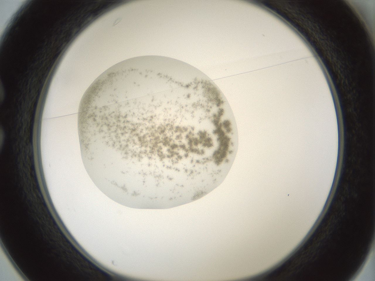 folderID428_plateID1428_batchID5438_wellNum25_profileID1_d1_r89929_ef.jpg