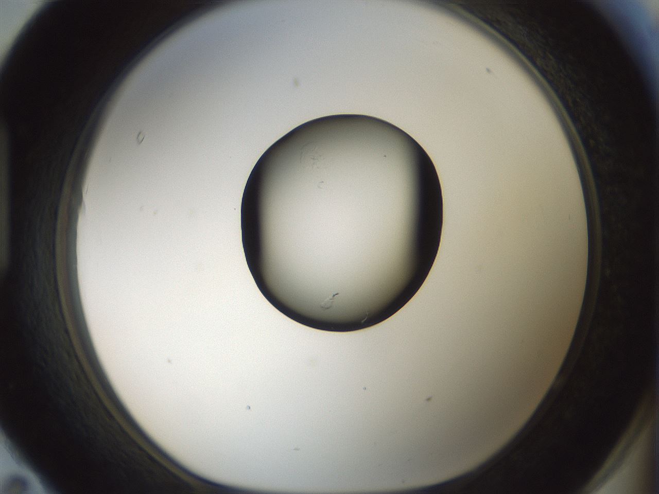 folderID429_plateID1429_batchID5435_wellNum95_profileID1_d1_r89301_ef.jpg