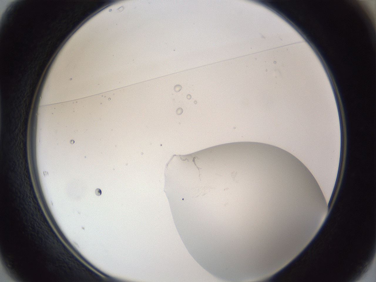 folderID42_plateID1042_batchID2099_wellNum37_profileID1_d1_r45840_ef.jpg