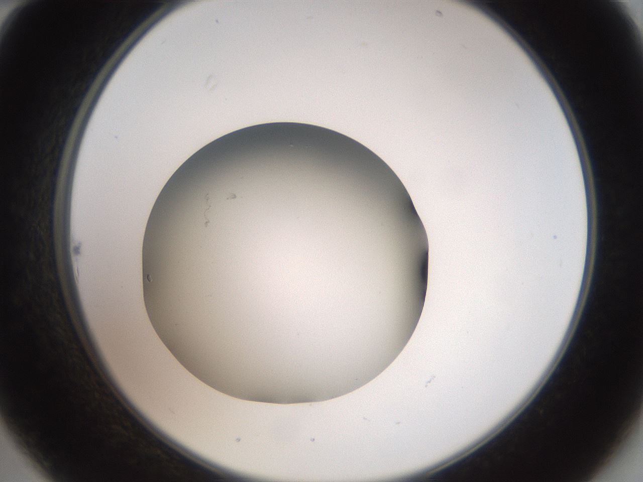 folderID42_plateID2042_batchID9007_wellNum22_profileID1_d2_r137794_ef.jpg