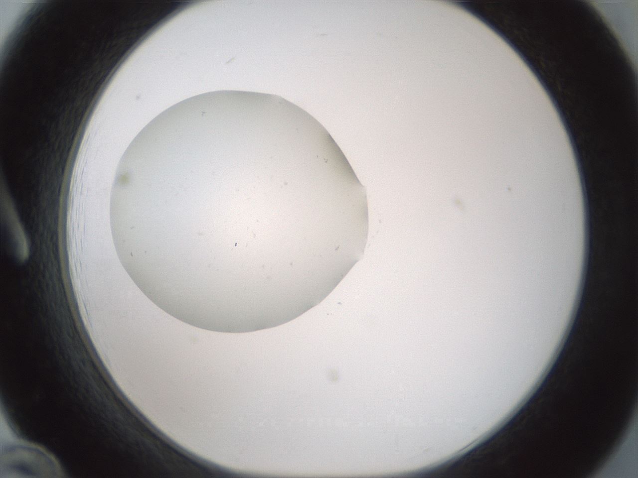 folderID430_plateID1430_batchID5437_wellNum12_profileID1_d1_r89519_ef.jpg