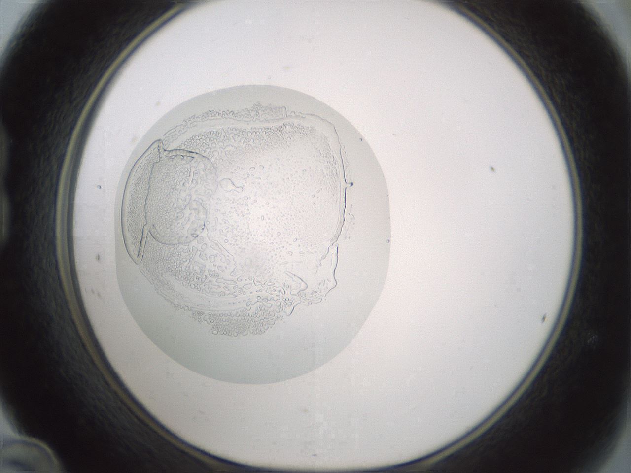 folderID431_plateID1431_batchID5431_wellNum24_profileID1_d1_r87815_ef.jpg