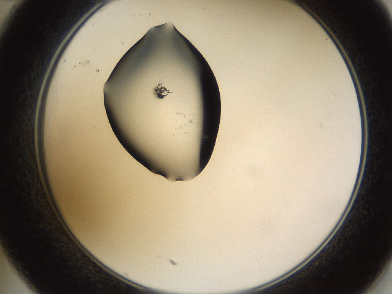 folderID435_plateID1435_batchID5441_wellNum35_profileID1_d2_r88798_ef.jpg