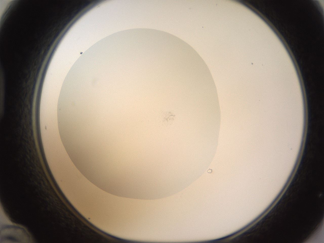 folderID436_plateID1436_batchID5442_wellNum48_profileID1_d1_r89015_ef.jpg