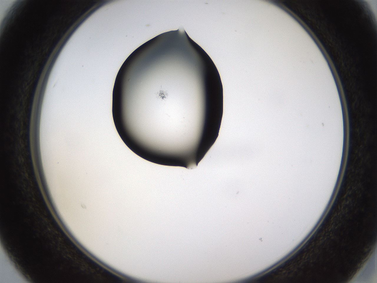 folderID437_plateID1437_batchID5444_wellNum15_profileID1_d2_r89718_ef.jpg