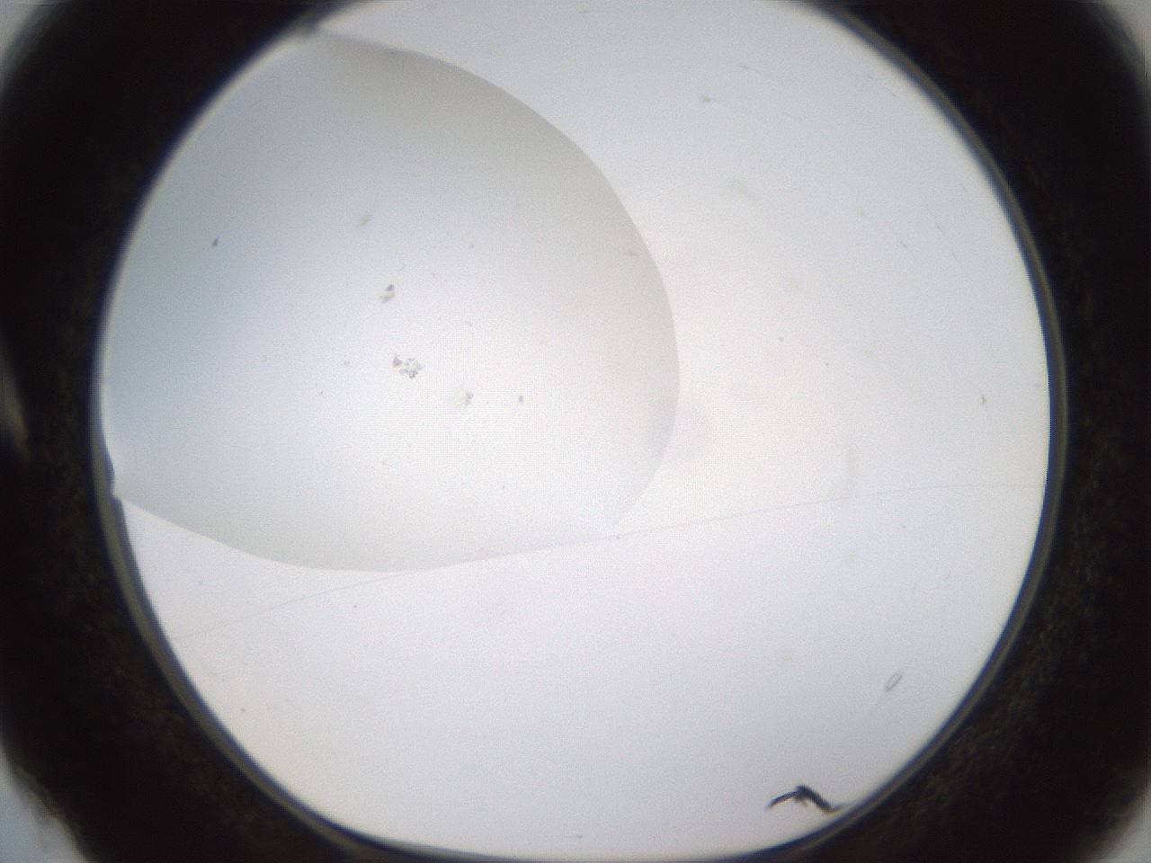 folderID437_plateID1437_batchID5444_wellNum4_profileID1_d1_r89695_ef.jpg