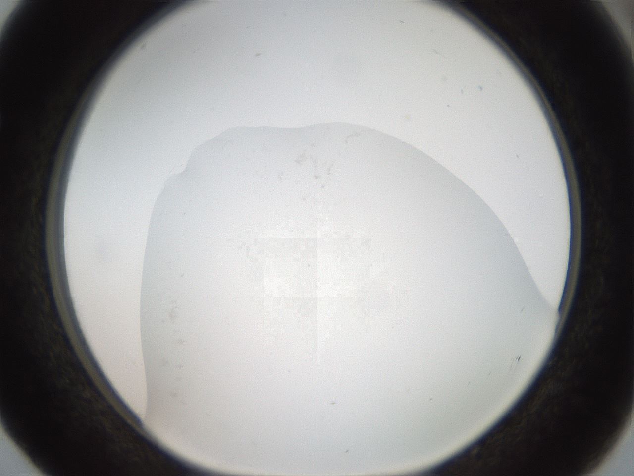 folderID43_plateID2043_batchID9005_wellNum52_profileID1_d1_r137181_ef.jpg