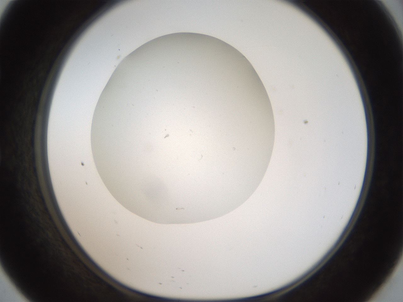 folderID43_plateID2043_batchID9005_wellNum57_profileID1_d1_r137191_ef.jpg