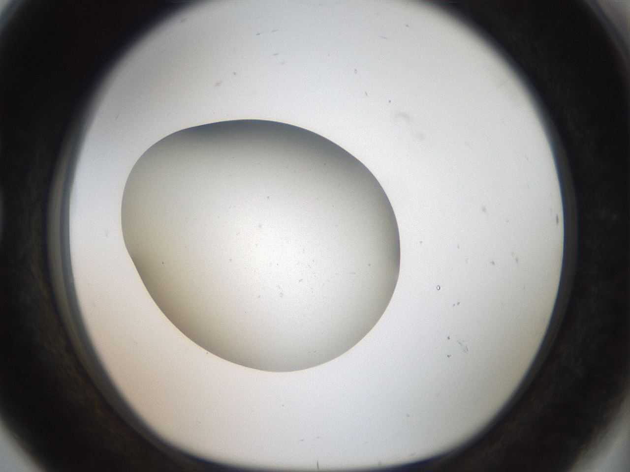folderID43_plateID2043_batchID9005_wellNum80_profileID1_d1_r137237_ef.jpg