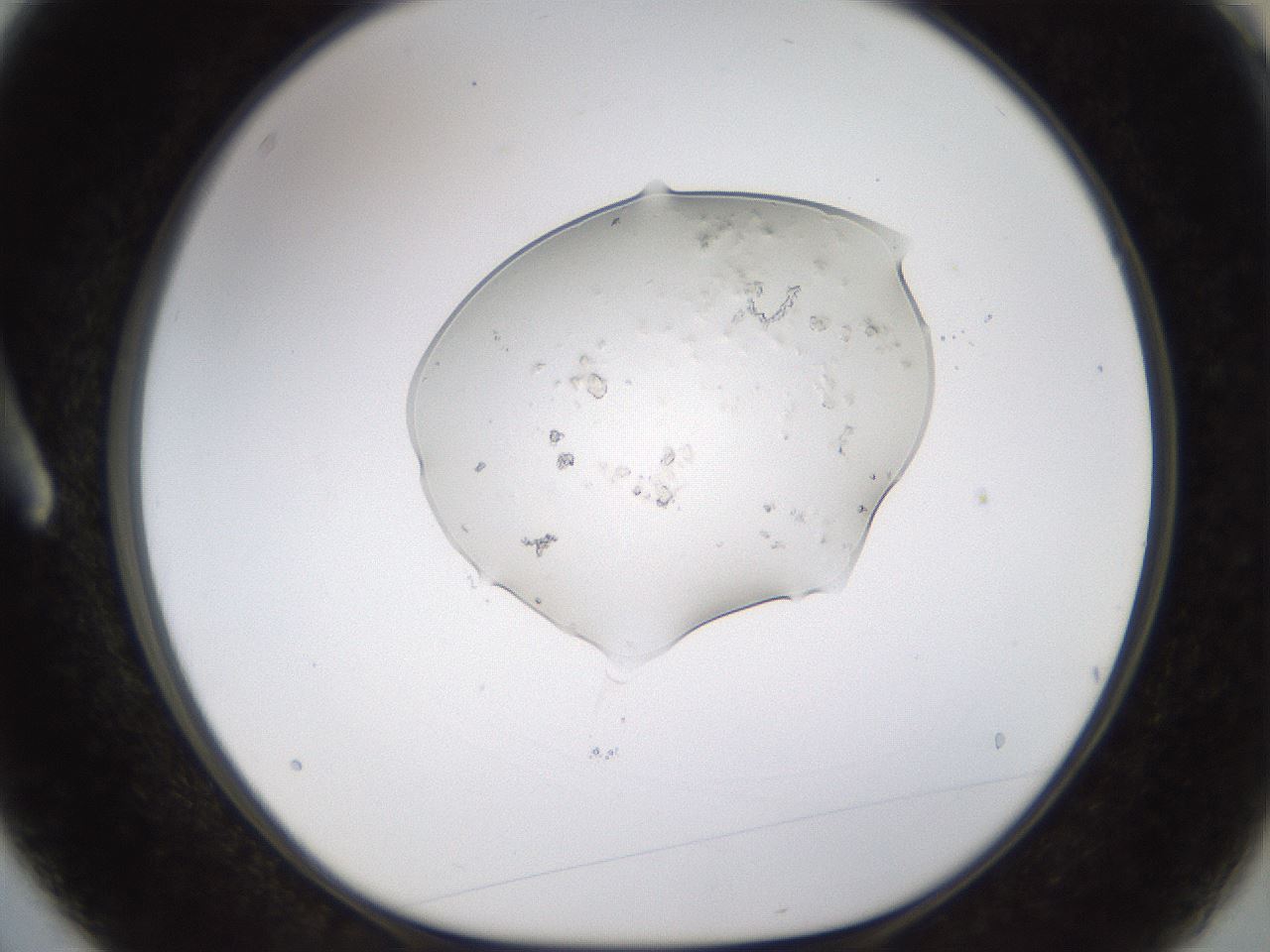 folderID440_plateID1440_batchID5495_wellNum3_profileID1_d1_r90368_ef.jpg