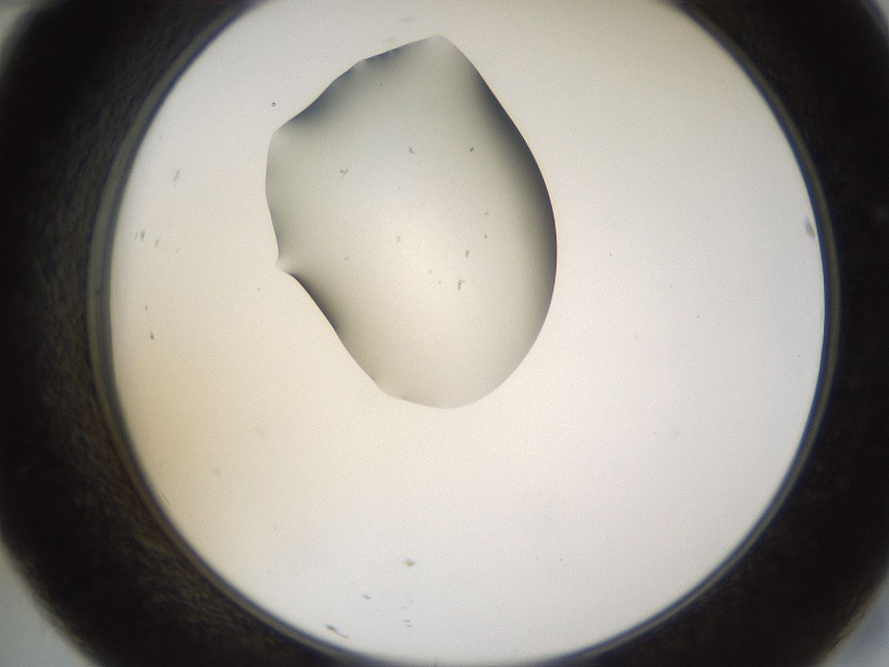 folderID440_plateID1440_batchID5495_wellNum46_profileID1_d2_r90455_ef.jpg