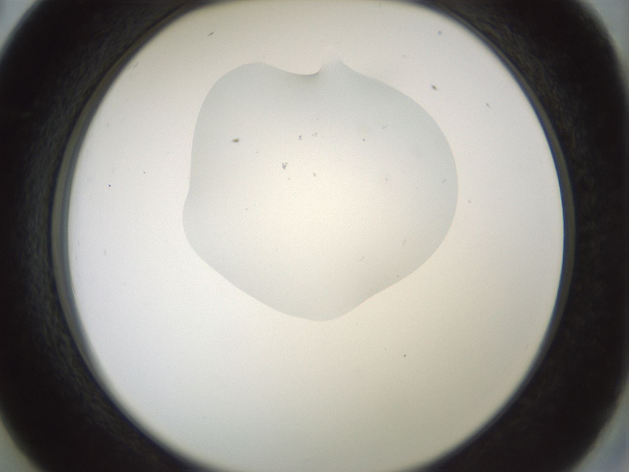 folderID441_plateID1441_batchID5496_wellNum26_profileID1_d2_r90607_ef.jpg