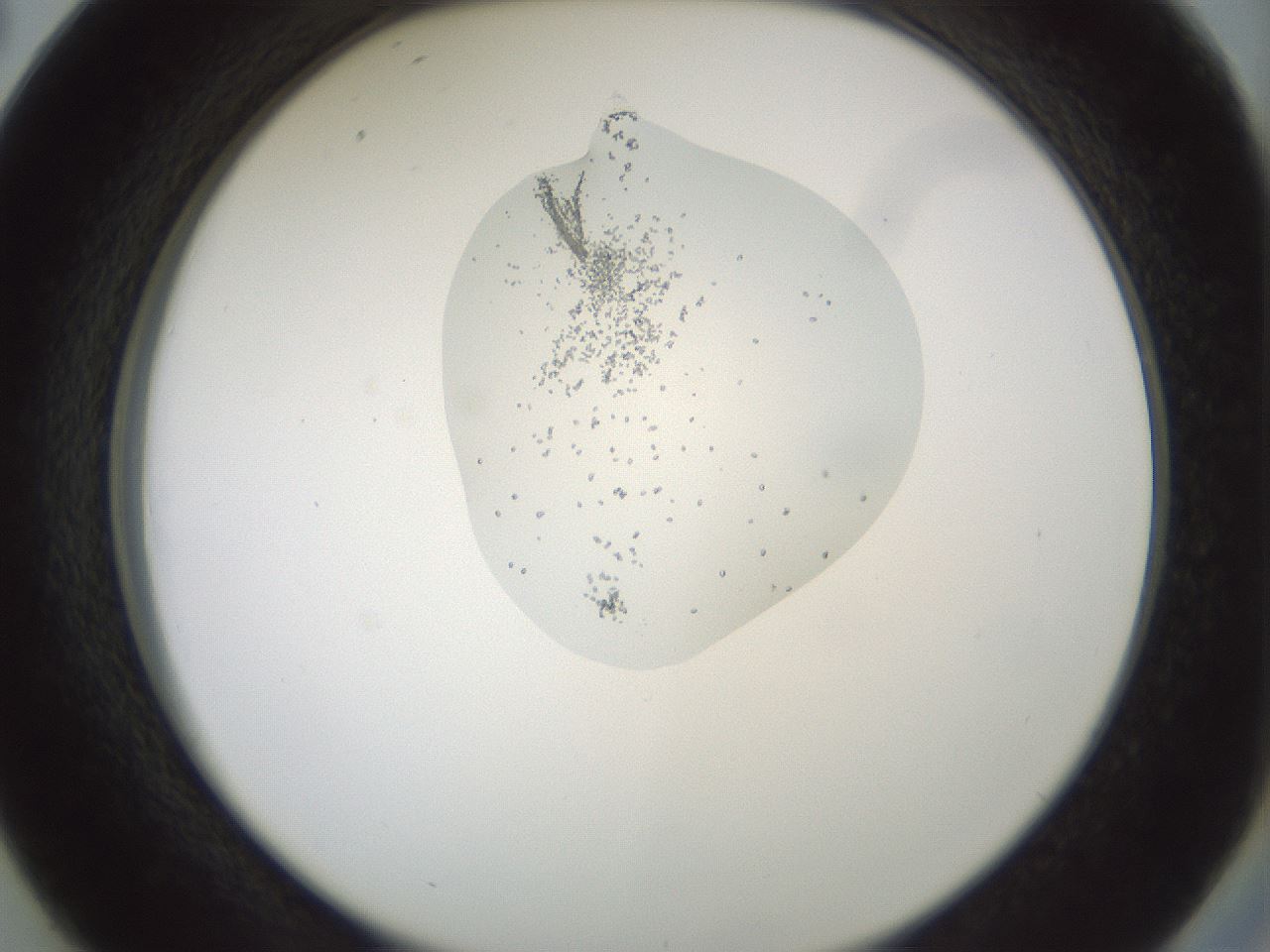 folderID441_plateID1441_batchID5496_wellNum38_profileID1_d2_r90631_ef.jpg