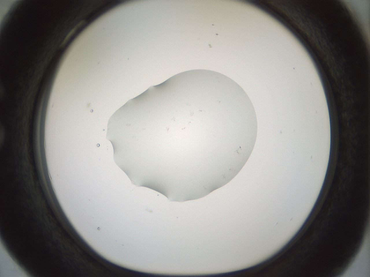 folderID443_plateID1443_batchID5498_wellNum28_profileID1_d1_r90994_ef.jpg
