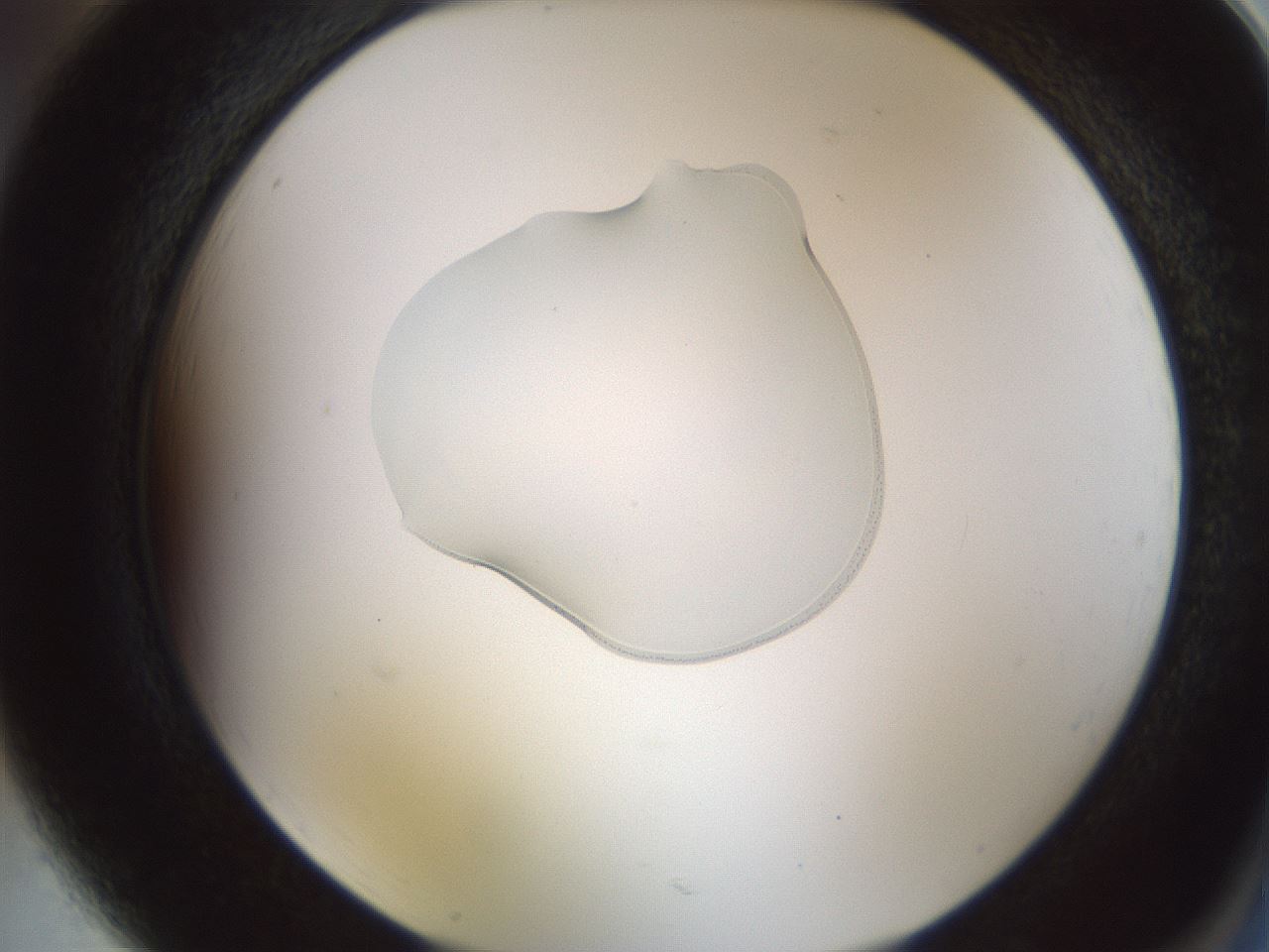 folderID443_plateID1443_batchID5498_wellNum85_profileID1_d2_r91109_ef.jpg