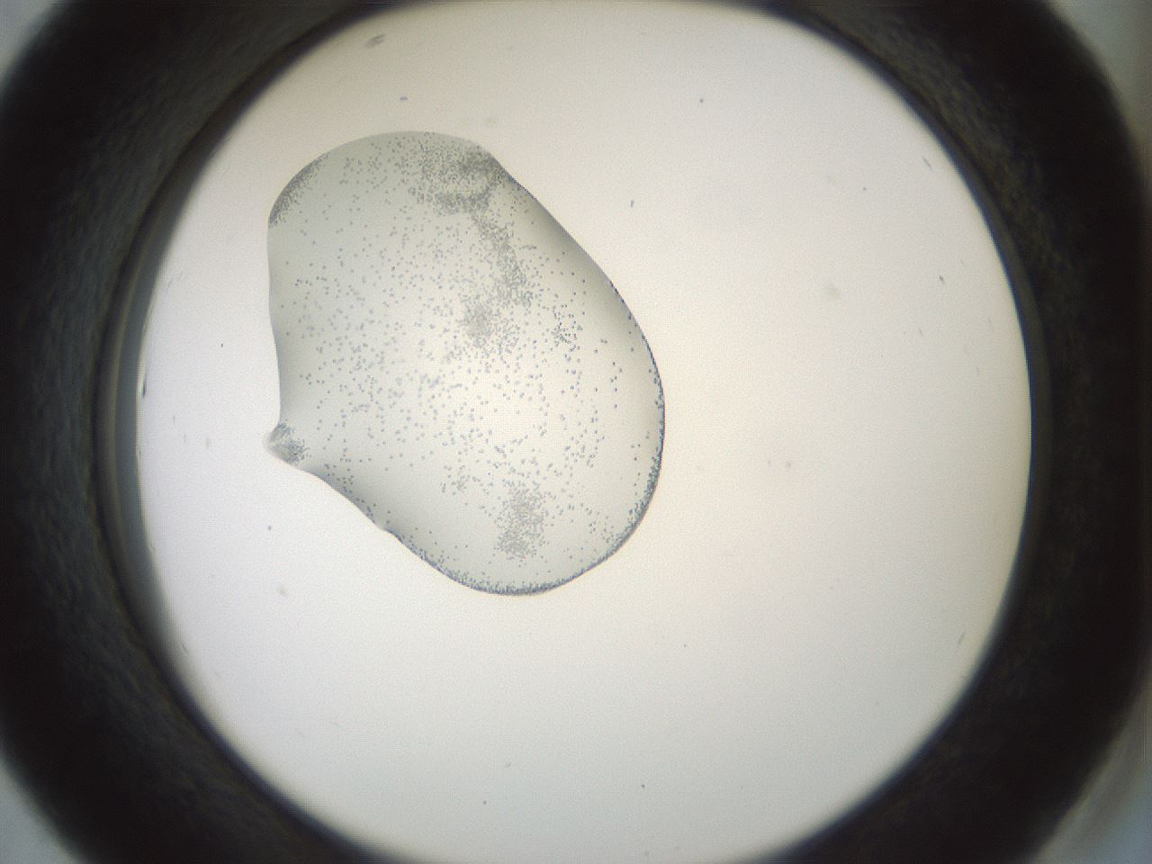 folderID445_plateID1445_batchID5501_wellNum43_profileID1_d2_r91601_ef.jpg