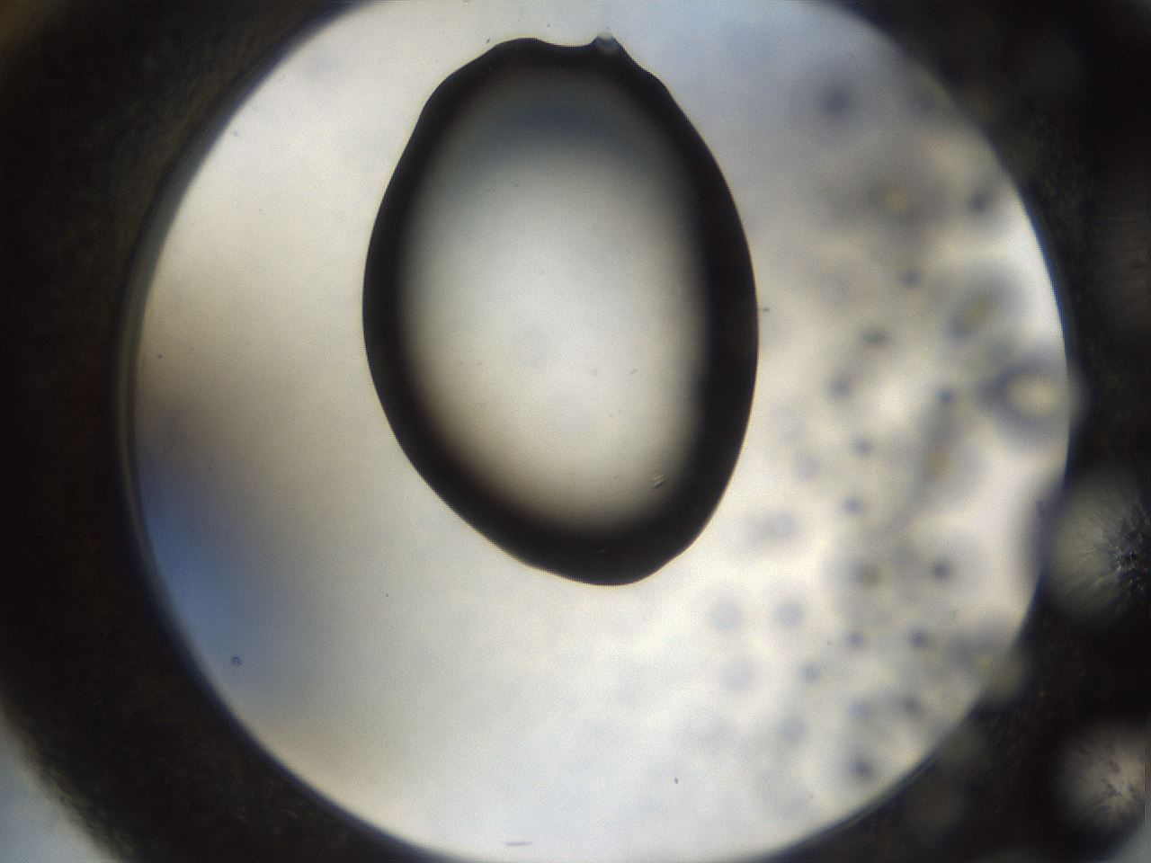 folderID446_plateID1446_batchID5500_wellNum76_profileID1_d2_r91475_ef.jpg