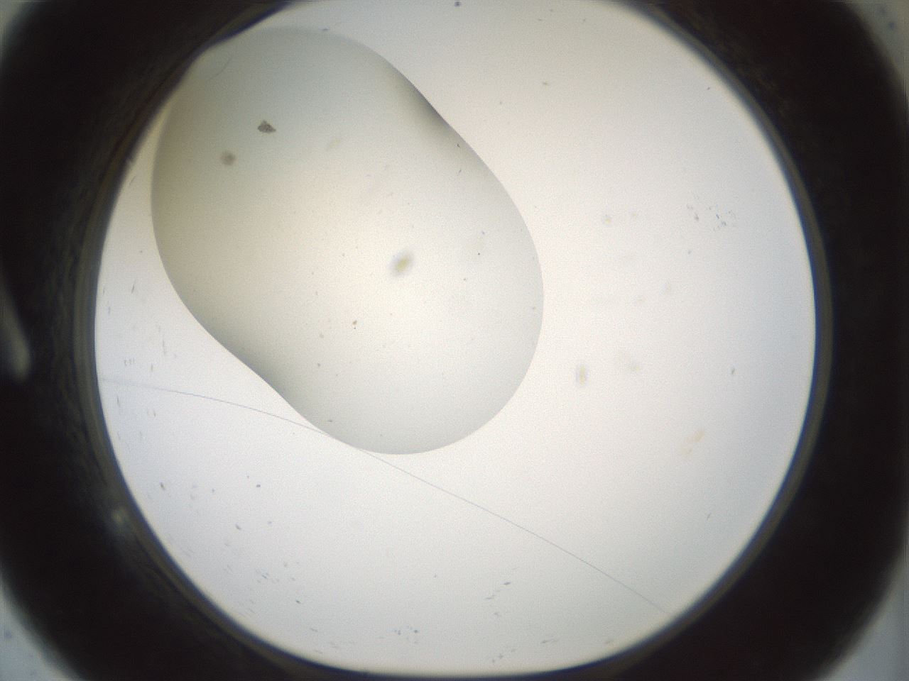 folderID181_plateID1181_batchID3370_wellNum9_profileID1_d1_r65799_ef.jpg
