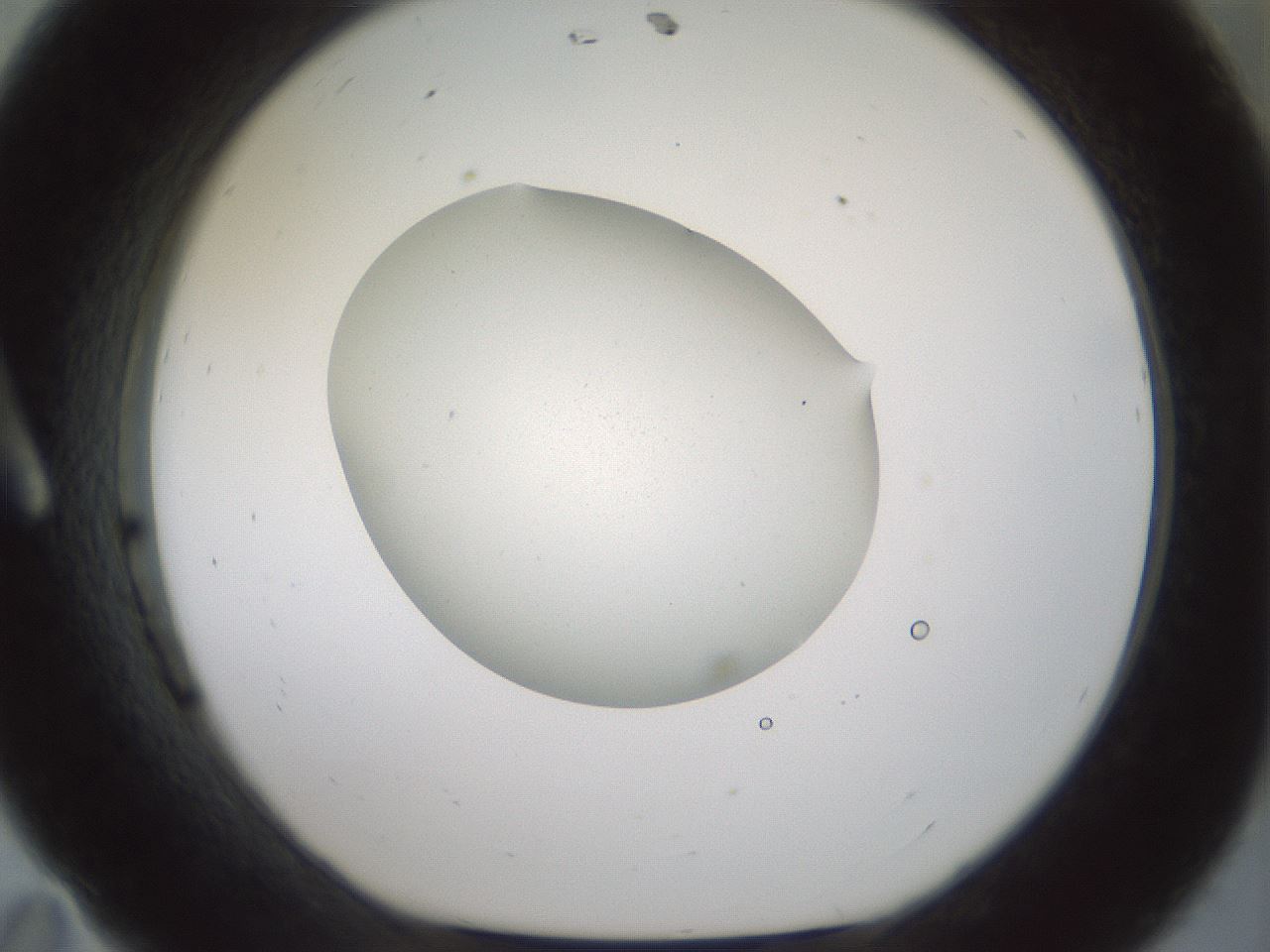 folderID184_plateID1184_batchID3368_wellNum11_profileID1_d1_r65633_ef.jpg