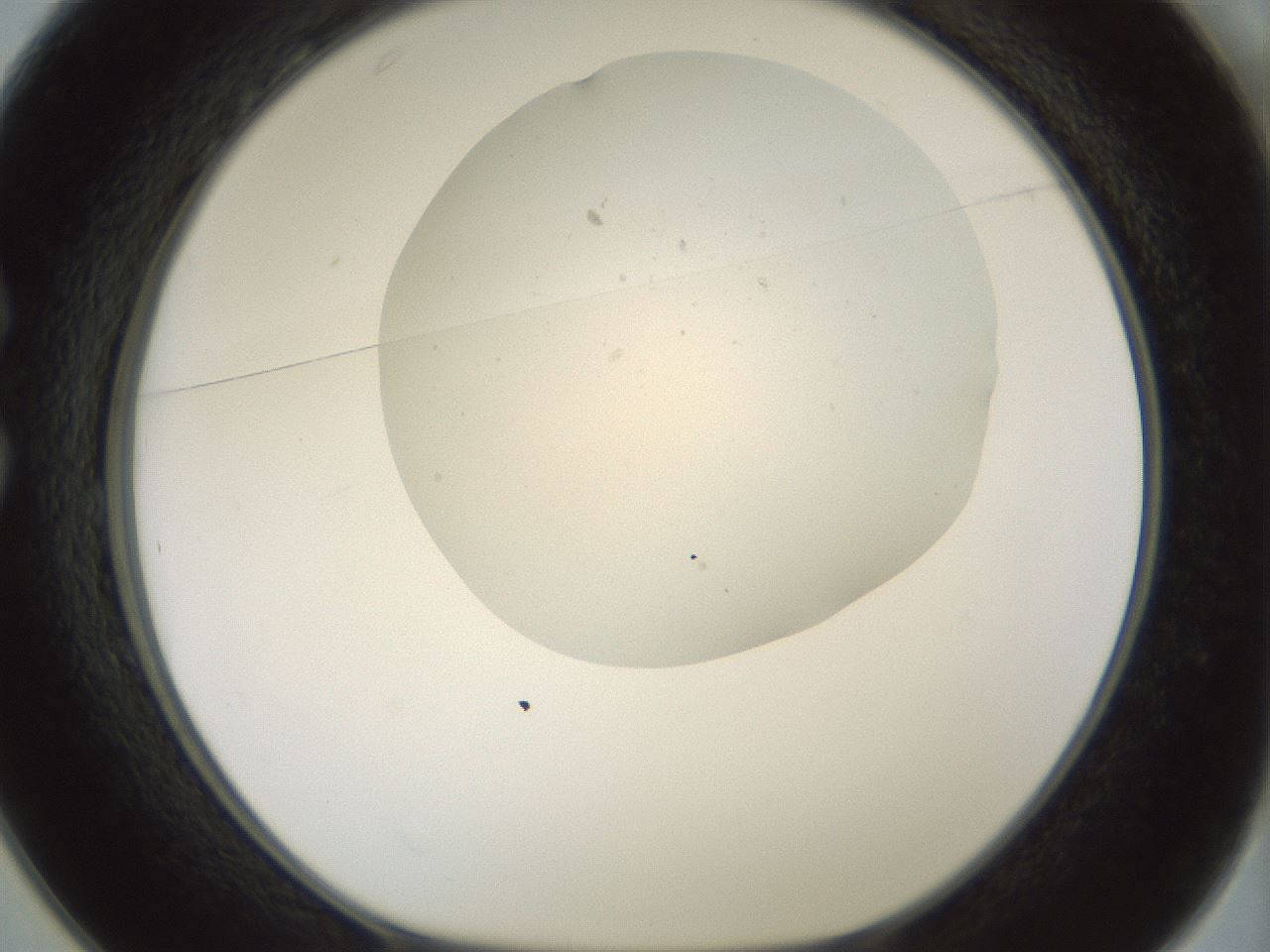 folderID185_plateID1185_batchID3371_wellNum25_profileID1_d1_r66007_ef.jpg