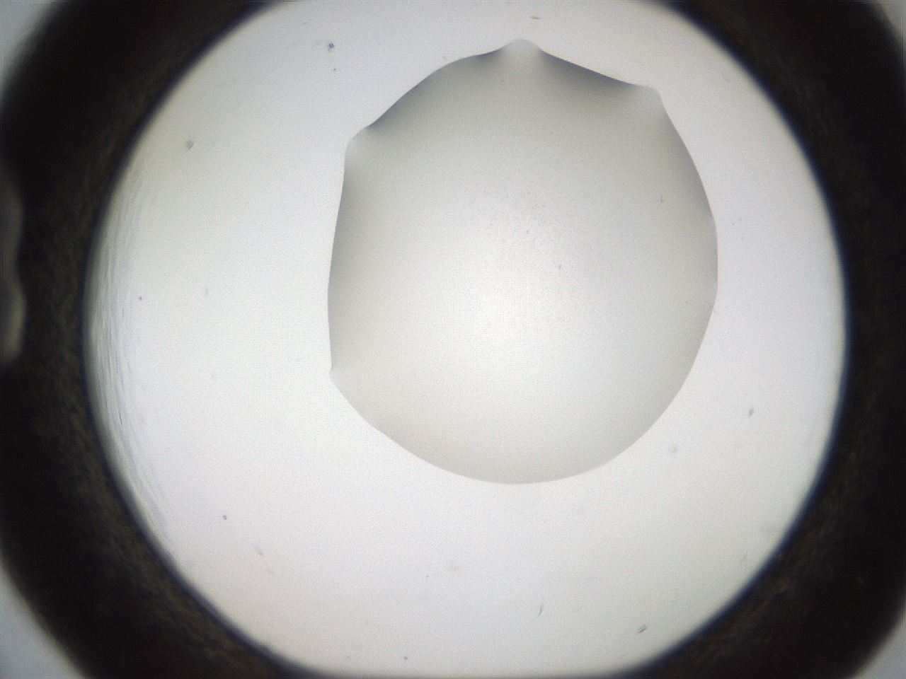 folderID185_plateID2185_batchID9951_wellNum18_profileID1_d1_r147848_ef.jpg