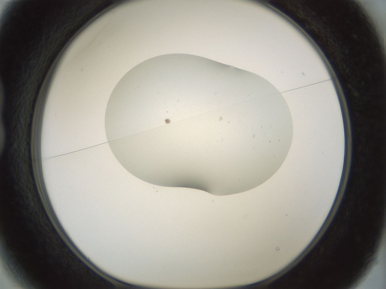 folderID186_plateID1186_batchID3358_wellNum13_profileID1_d1_r65131_ef.jpg