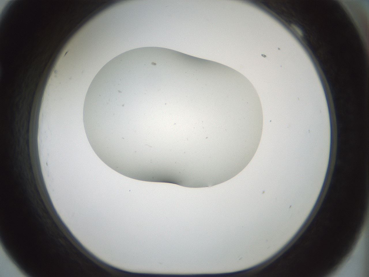 folderID186_plateID1186_batchID3358_wellNum69_profileID1_d1_r65187_ef.jpg