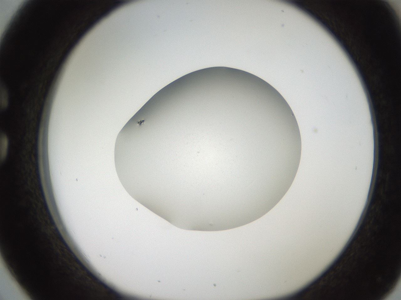 folderID186_plateID2186_batchID9957_wellNum26_profileID1_d1_r148432_ef.jpg