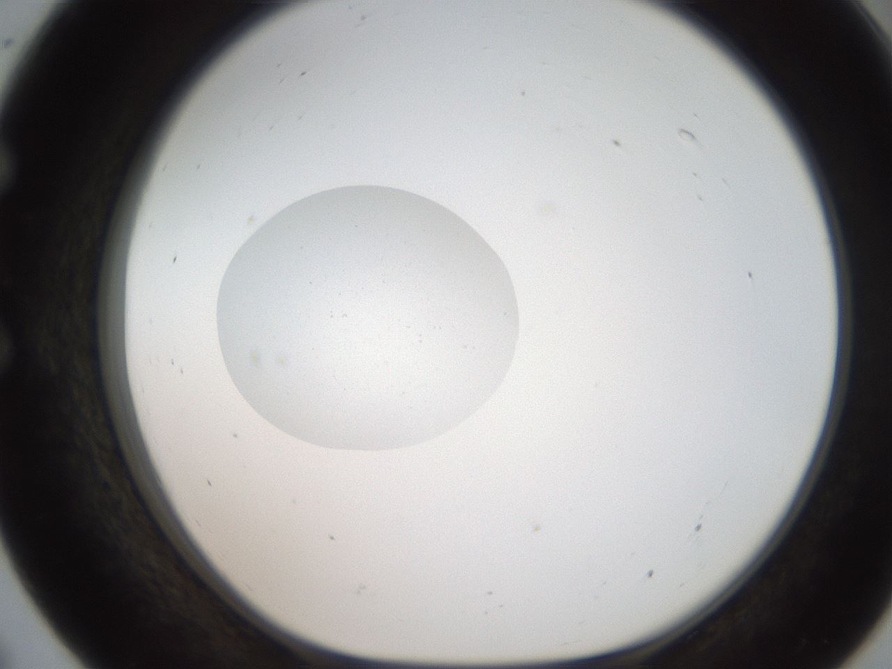 folderID186_plateID2186_batchID9957_wellNum55_profileID1_d1_r148461_ef.jpg