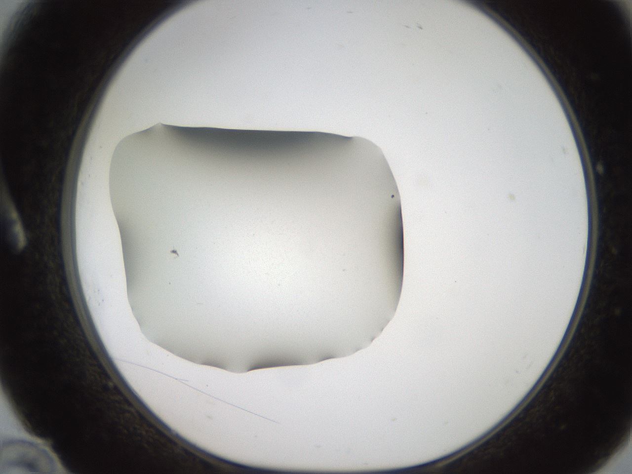 folderID187_plateID2187_batchID9955_wellNum10_profileID1_d1_r148224_ef.jpg