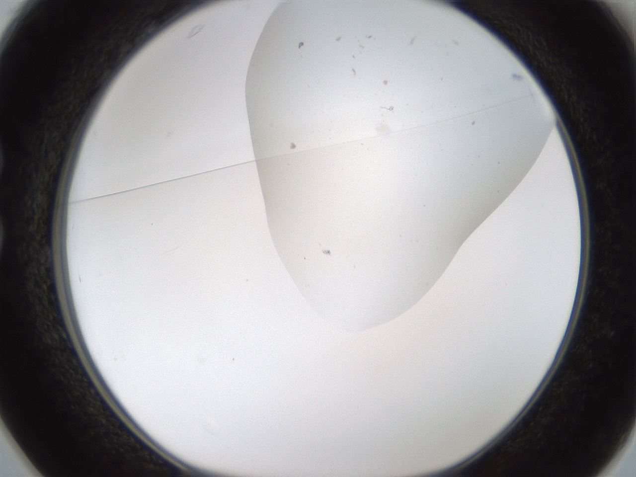 folderID189_plateID1189_batchID3369_wellNum25_profileID1_d1_r65911_ef.jpg