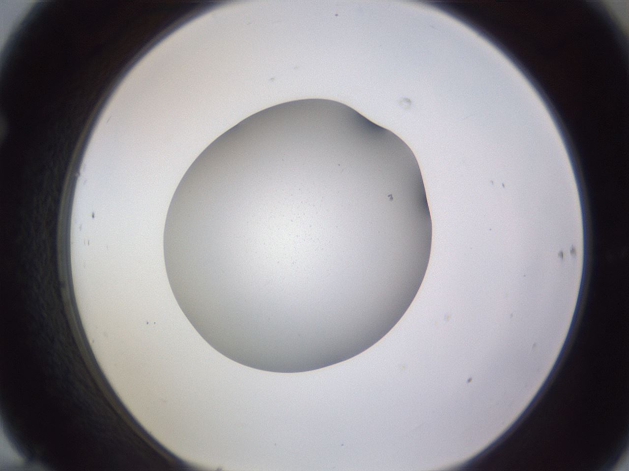folderID189_plateID2189_batchID9952_wellNum70_profileID1_d1_r147996_ef.jpg