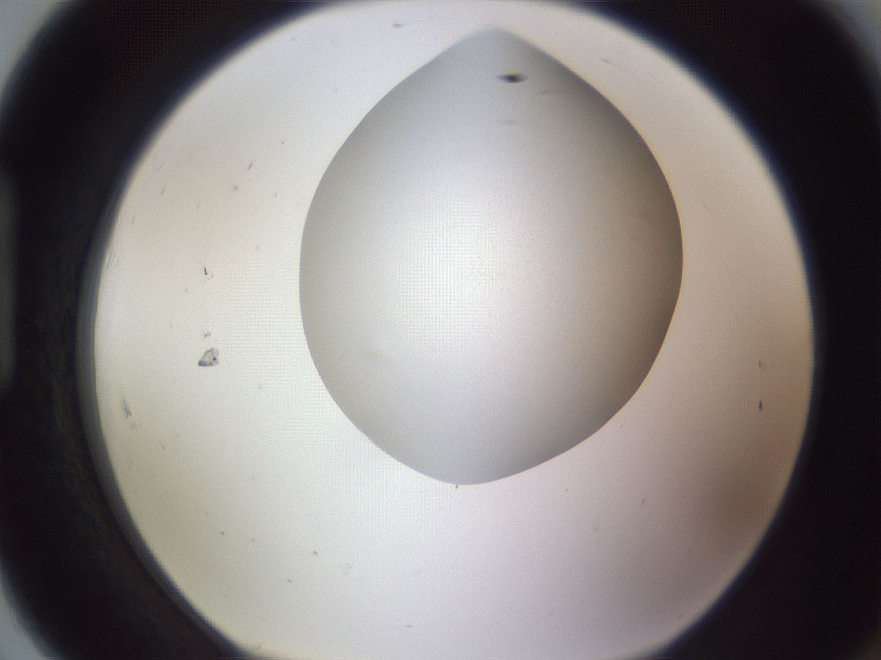 folderID189_plateID2189_batchID9952_wellNum91_profileID1_d1_r148017_ef.jpg