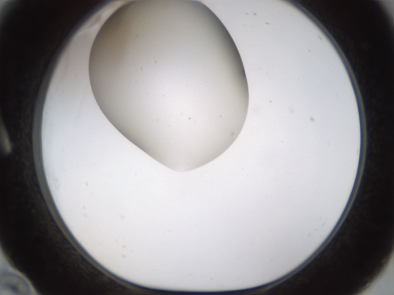 folderID190_plateID1190_batchID3355_wellNum10_profileID1_d1_r64936_ef.jpg