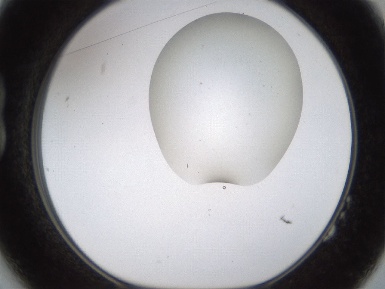 folderID190_plateID1190_batchID3355_wellNum14_profileID1_d1_r64940_ef.jpg