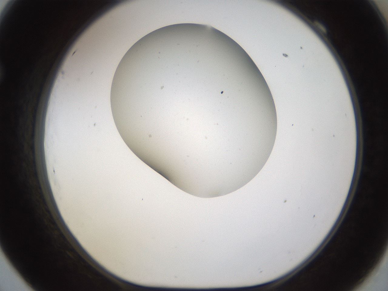 folderID190_plateID1190_batchID3355_wellNum69_profileID1_d1_r64995_ef.jpg
