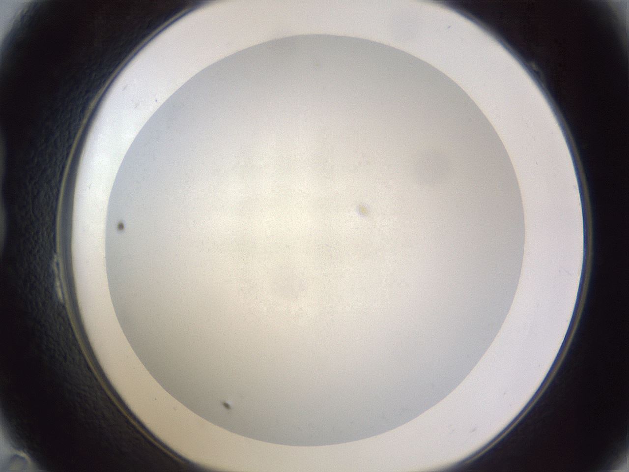 folderID190_plateID2190_batchID9958_wellNum23_profileID1_d1_r148525_ef.jpg