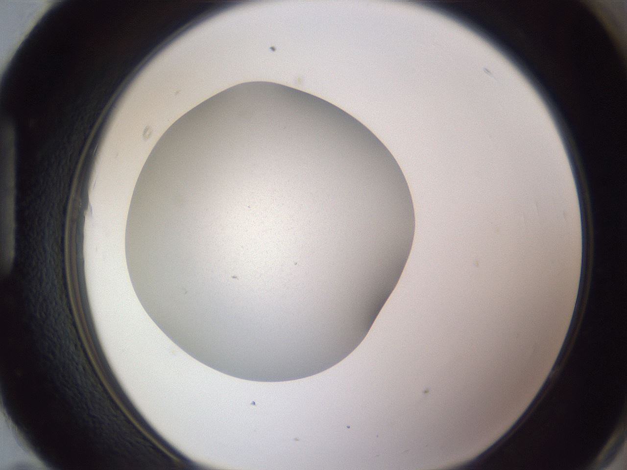 folderID190_plateID2190_batchID9958_wellNum95_profileID1_d1_r148597_ef.jpg