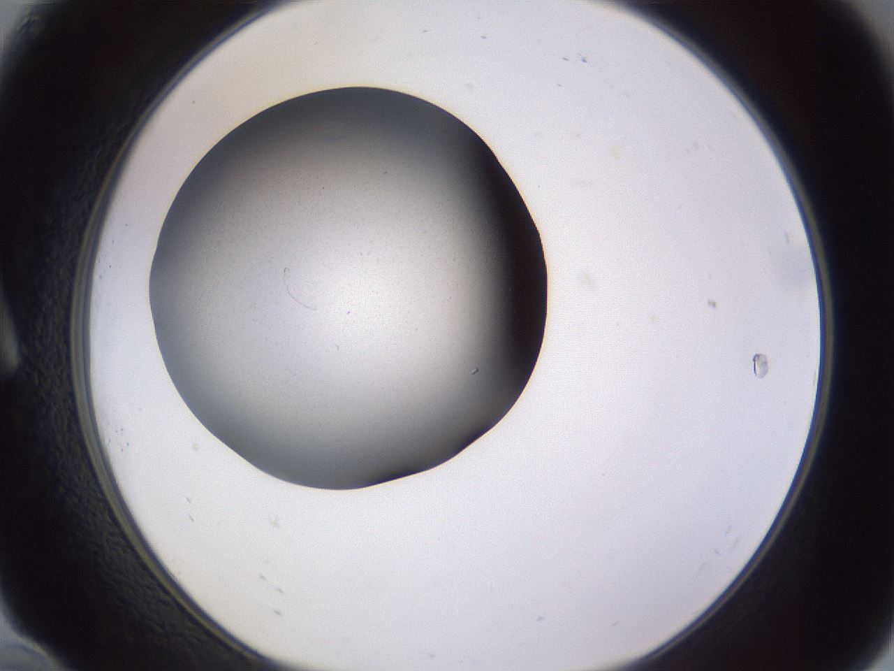 folderID191_plateID2191_batchID9956_wellNum10_profileID1_d1_r148320_ef.jpg