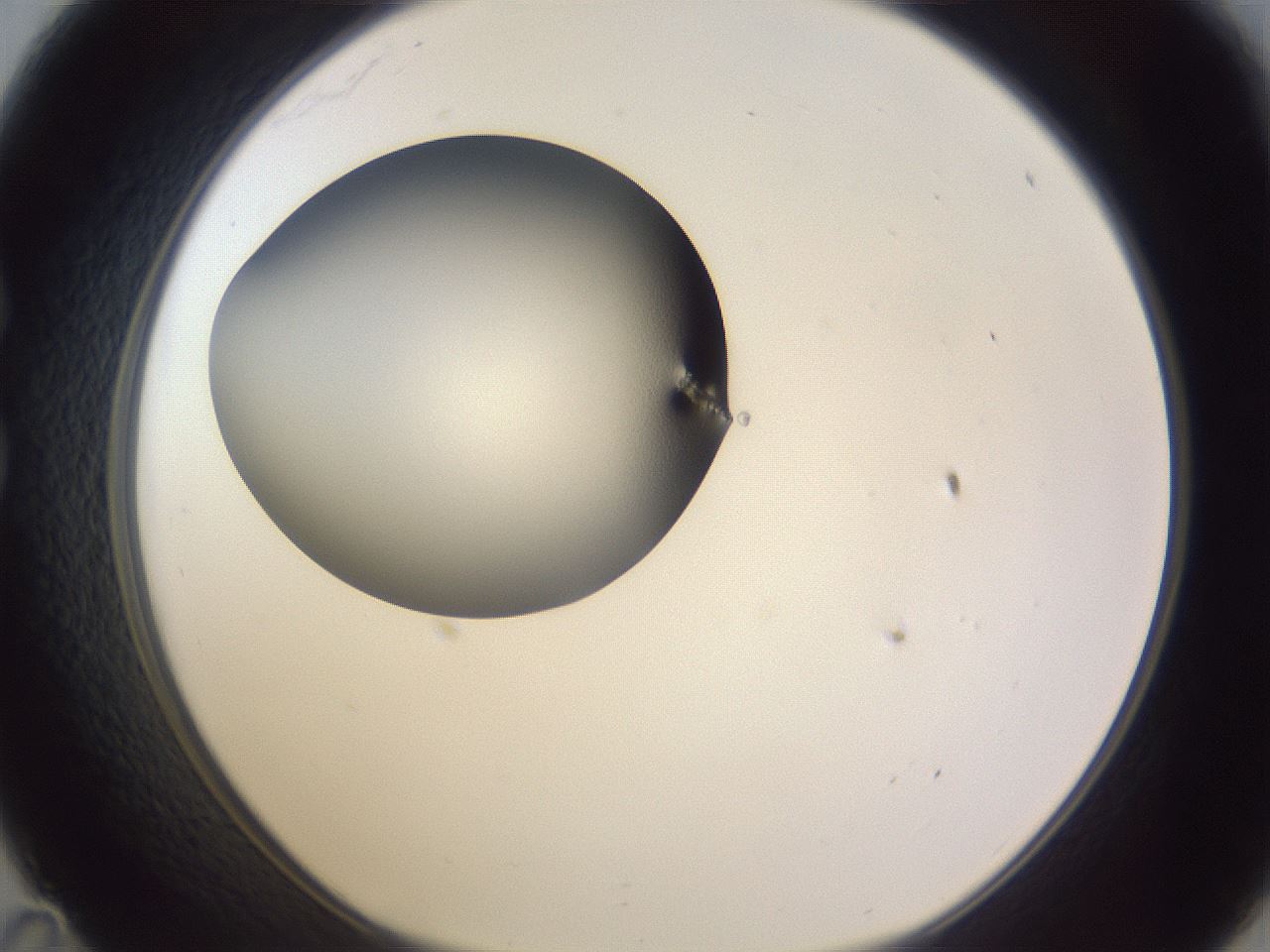 folderID191_plateID2191_batchID9956_wellNum35_profileID1_d1_r148345_ef.jpg