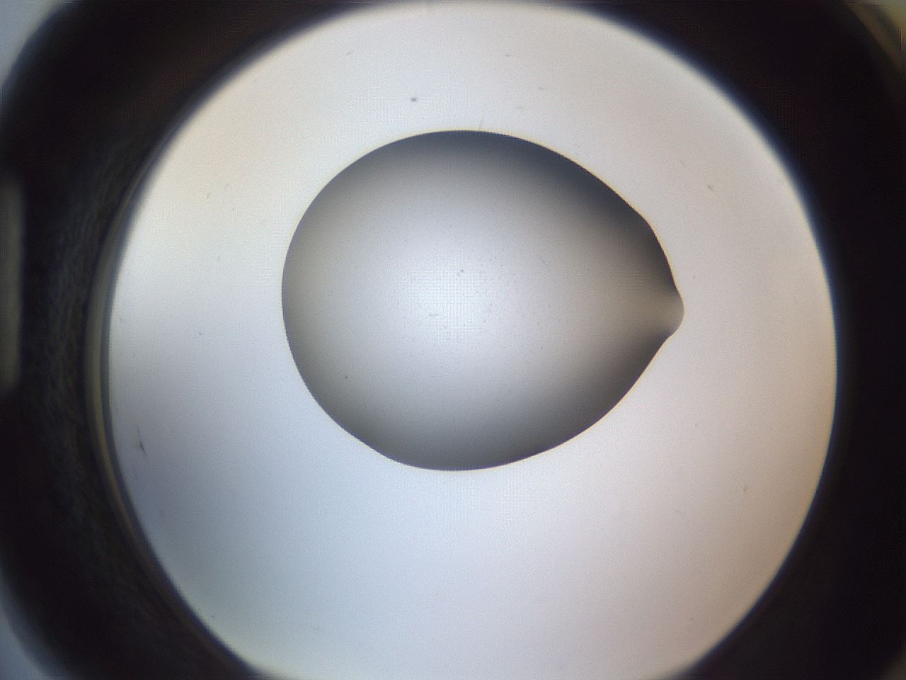 folderID191_plateID2191_batchID9956_wellNum89_profileID1_d1_r148399_ef.jpg