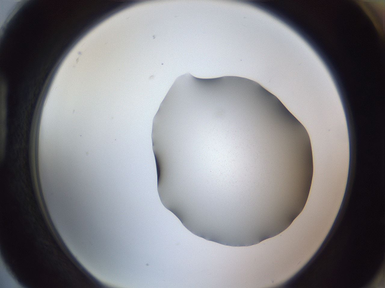 folderID192_plateID2192_batchID9954_wellNum88_profileID1_d1_r148206_ef.jpg