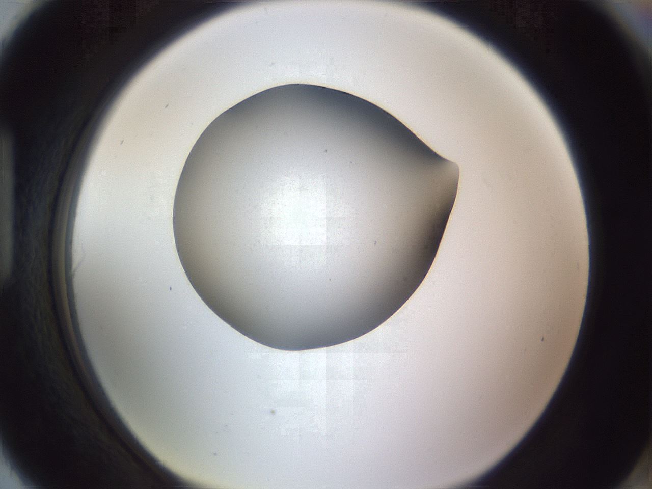 folderID192_plateID2192_batchID9954_wellNum90_profileID1_d1_r148208_ef.jpg