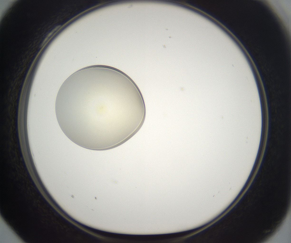 folderID199_plateID2199_batchID9972_wellNum28_profileID1_d1_r149298_ef.jpg