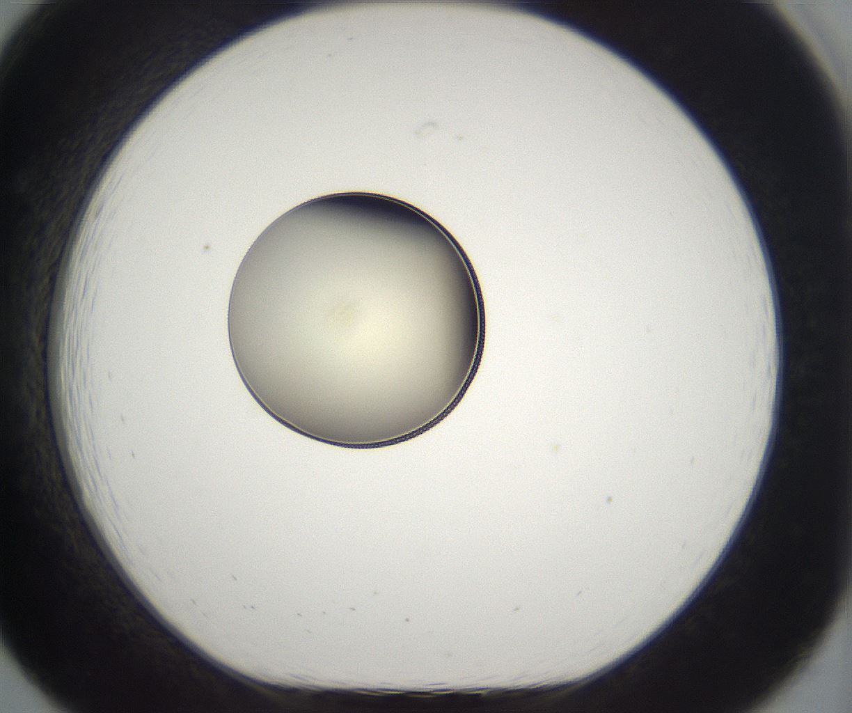 folderID199_plateID2199_batchID9972_wellNum19_profileID1_d1_r149289_ef.jpg