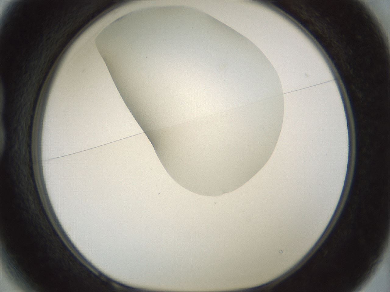 folderID200_plateID1200_batchID3525_wellNum13_profileID1_d1_r66379_ef.jpg