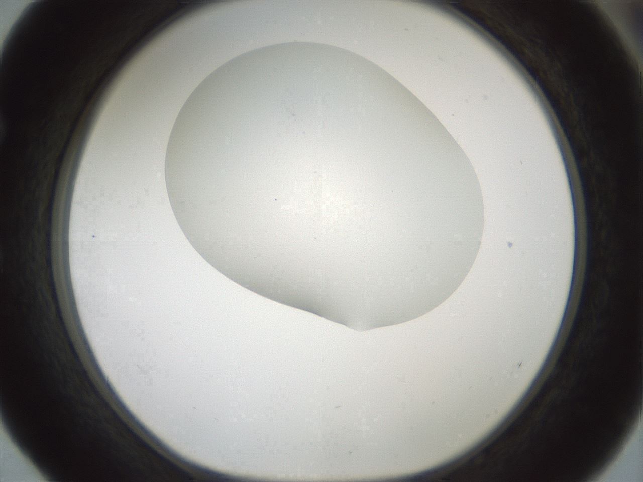 folderID200_plateID1200_batchID3525_wellNum52_profileID1_d1_r66418_ef.jpg