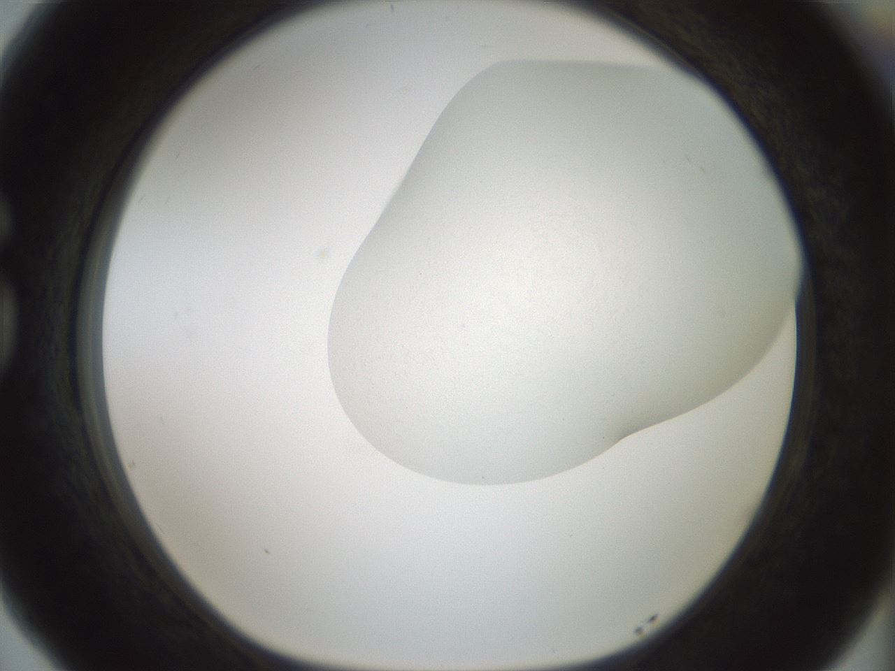 folderID200_plateID1200_batchID3525_wellNum77_profileID1_d1_r66443_ef.jpg