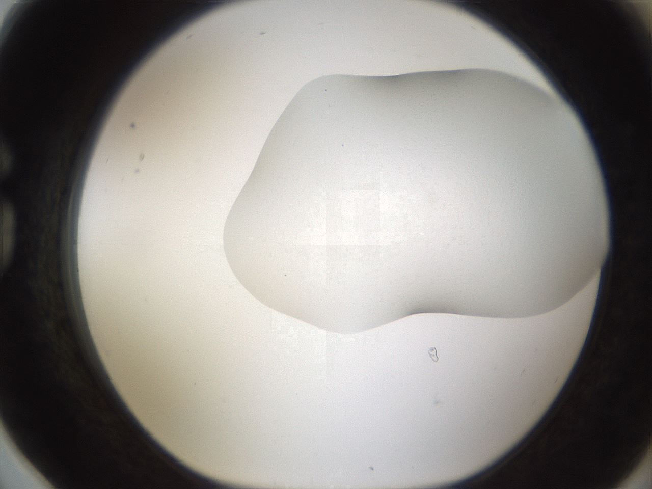 folderID201_plateID1201_batchID3524_wellNum78_profileID1_d1_r66348_ef.jpg
